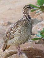 Image of Crested Francolin