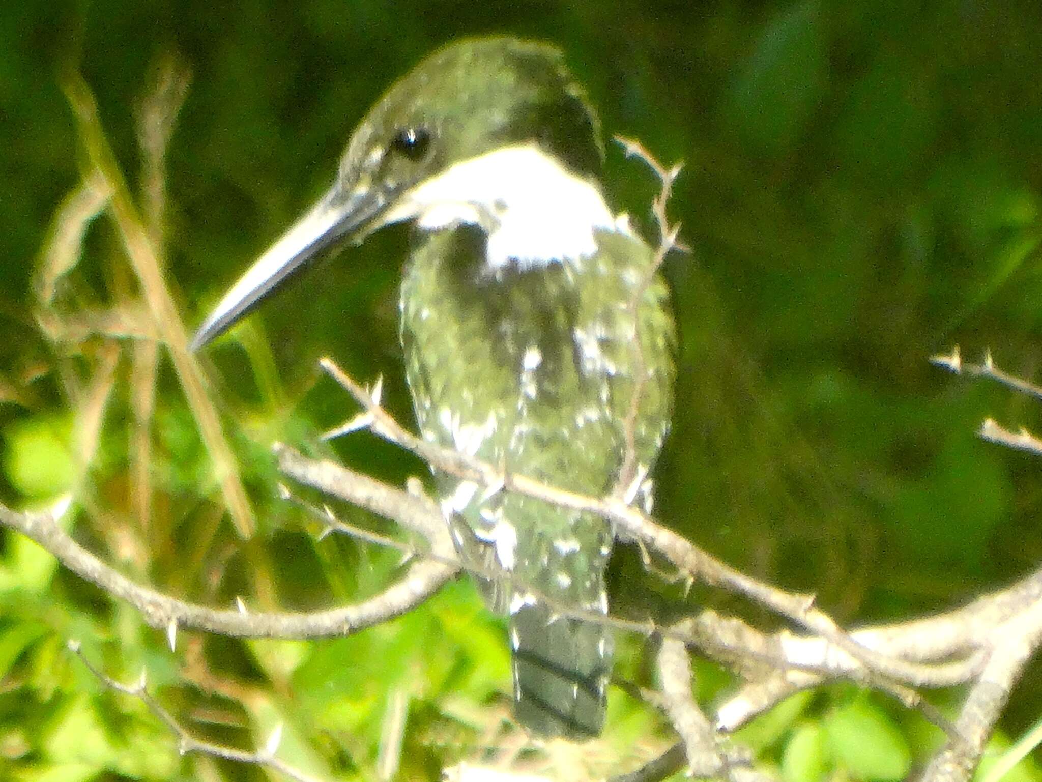 Image of Green Kingfisher