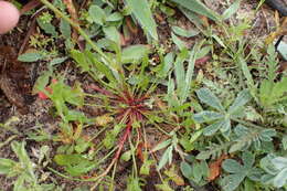 Image de Rumex hastatulus Baldw. apud Ell.