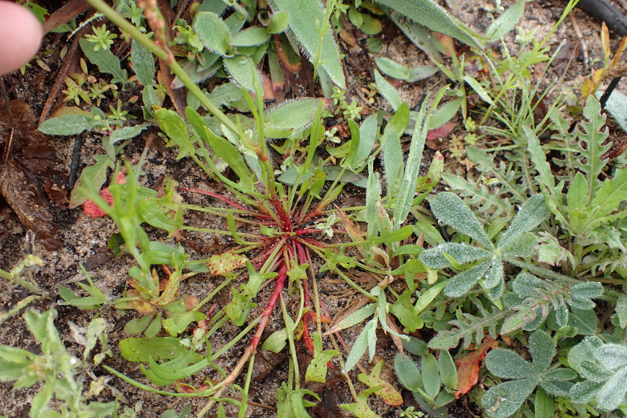 Imagem de Rumex hastatulus Baldw. apud Ell.