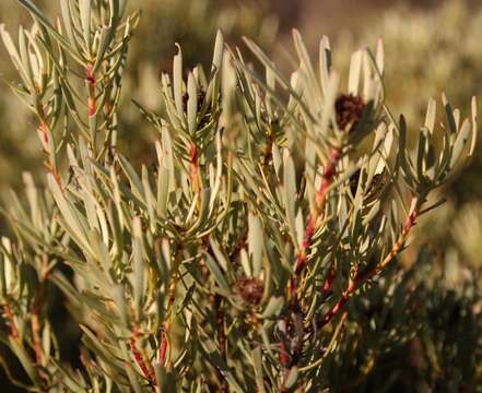 Imagem de Leucadendron sheilae I. J. M. Williams