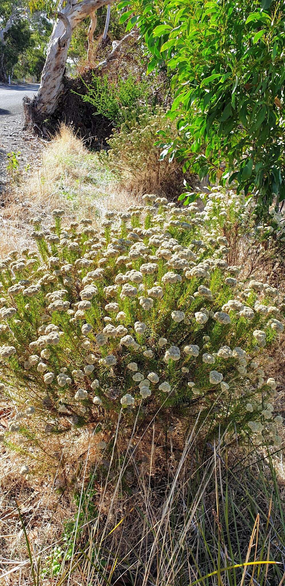 Image of <i>Cassinia complanata</i>