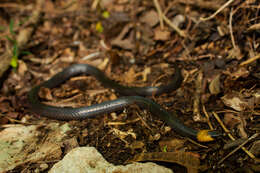 Image of Blackbelly Centipede Snake