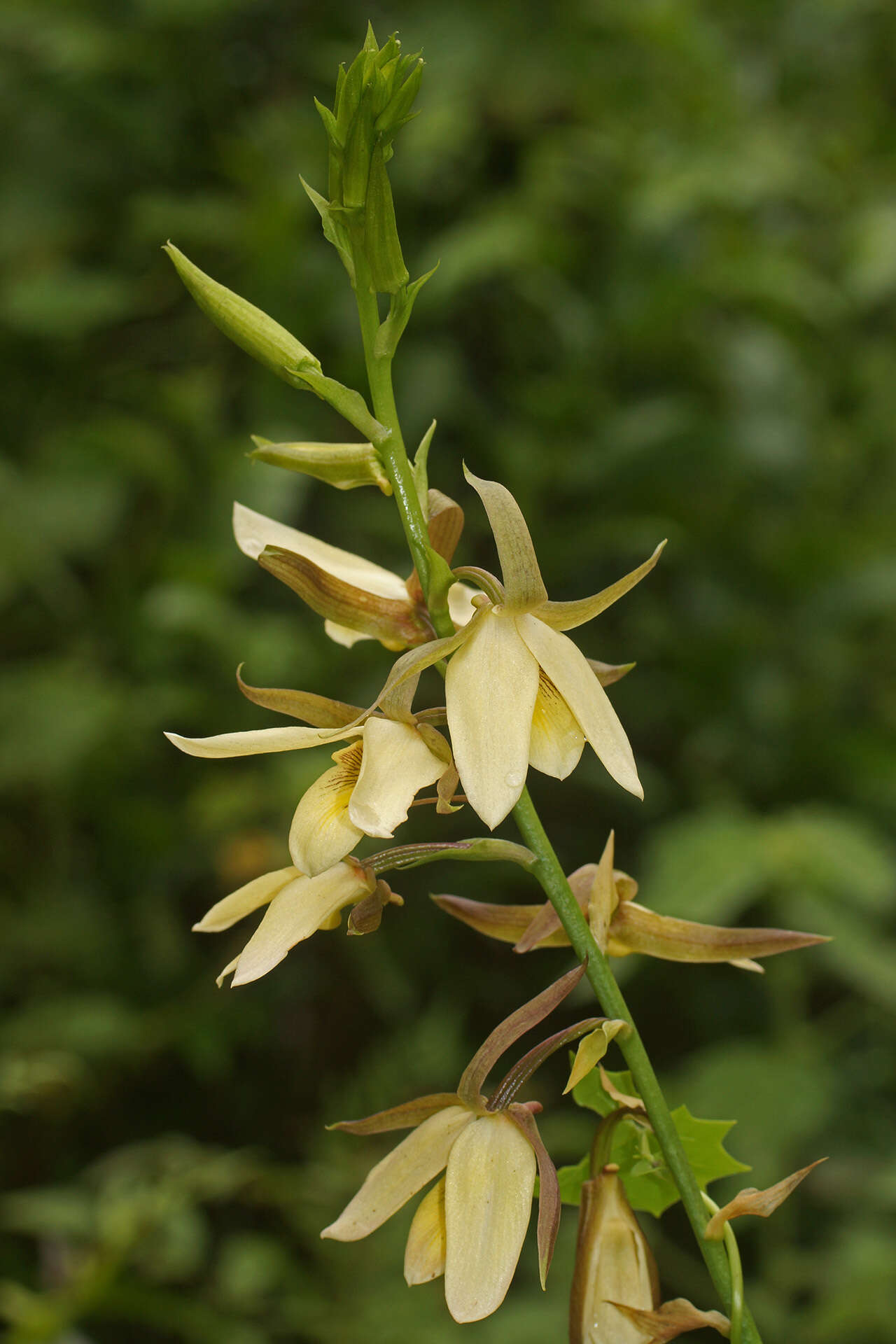 Image of Eulophia calanthoides Schltr.