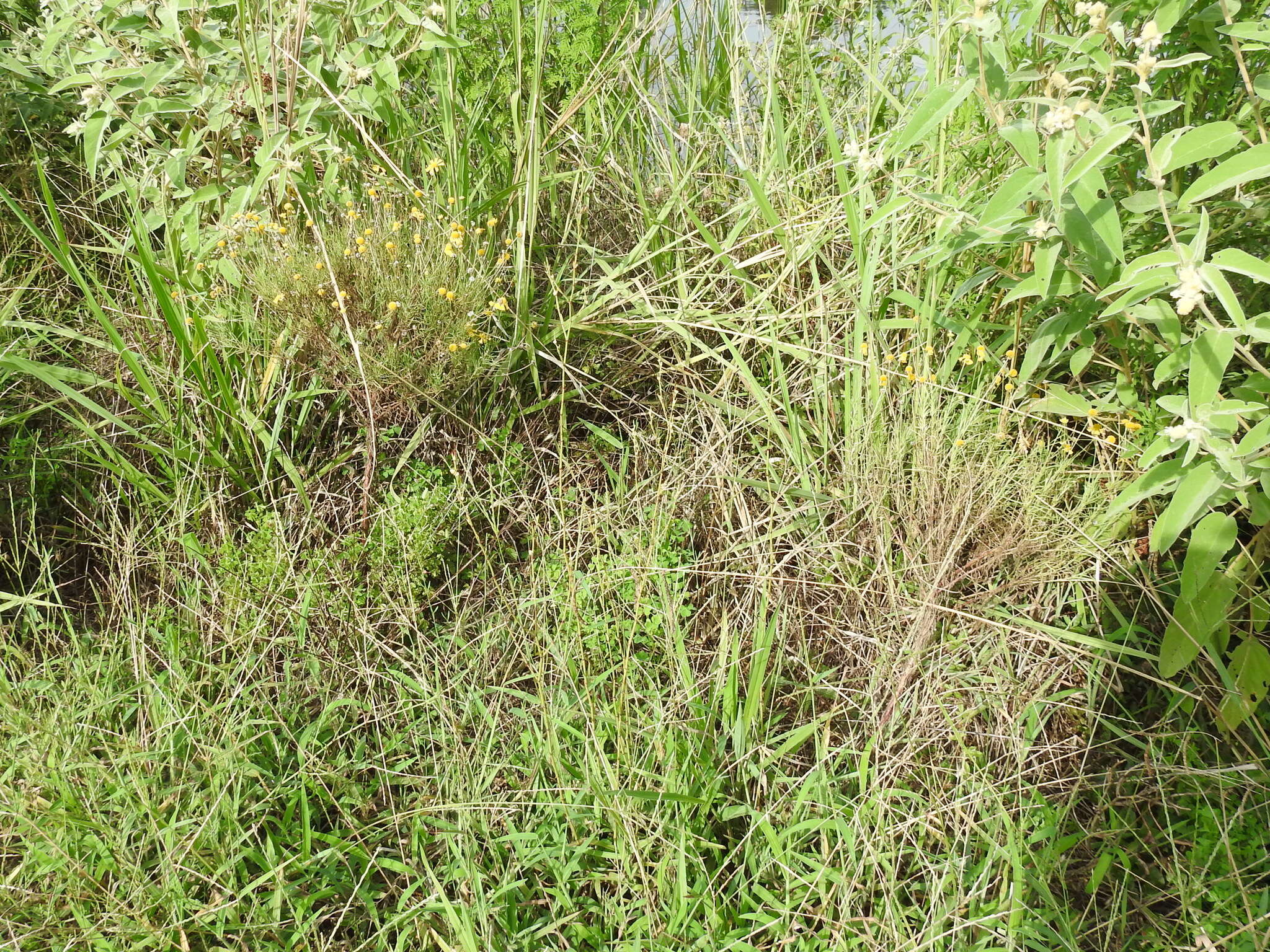 Image of bushy knotweed