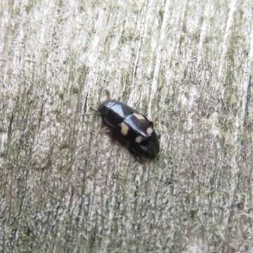 Image of Four-spotted Sap Beetle