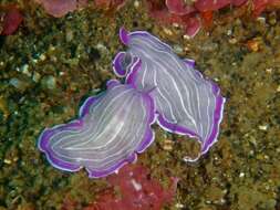 Image of pink flatworm