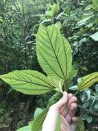 Image of Hawai'i false nettle