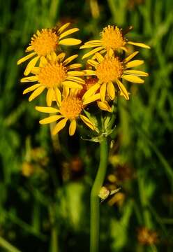 Image of Two-Leaf Groundsel