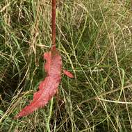 Rumex acutus L.的圖片