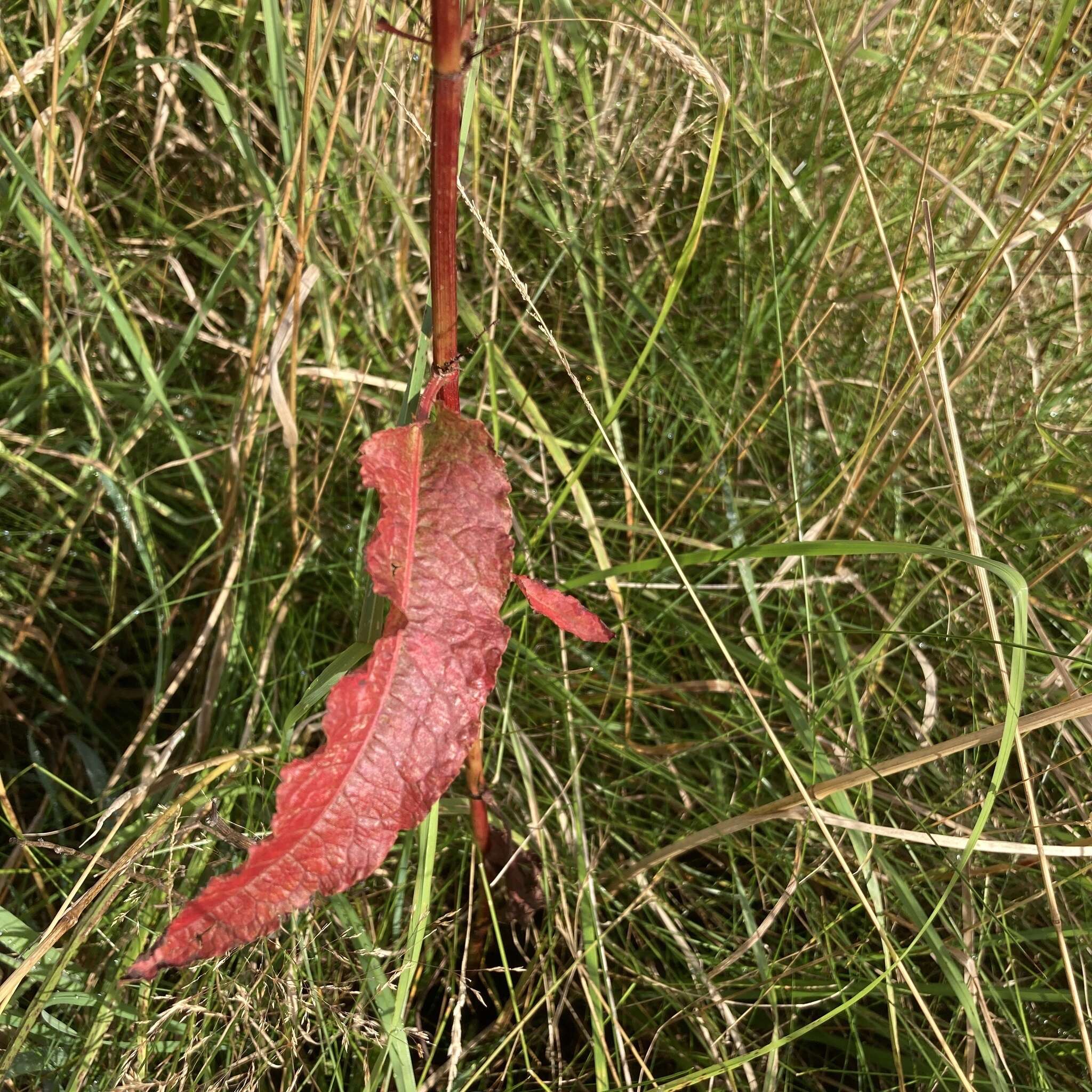 Rumex acutus L.的圖片