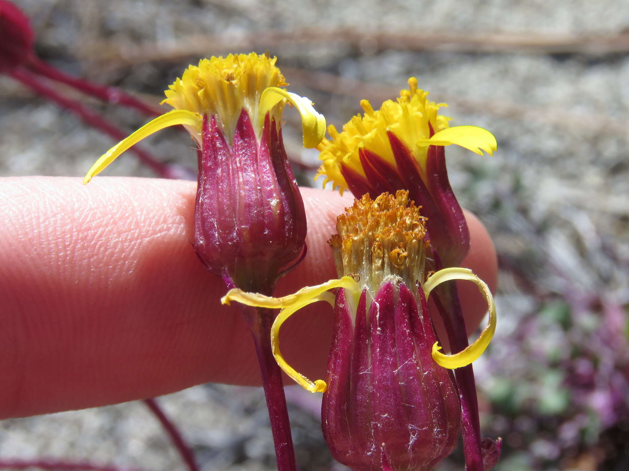 Image of Tehachapi ragwort