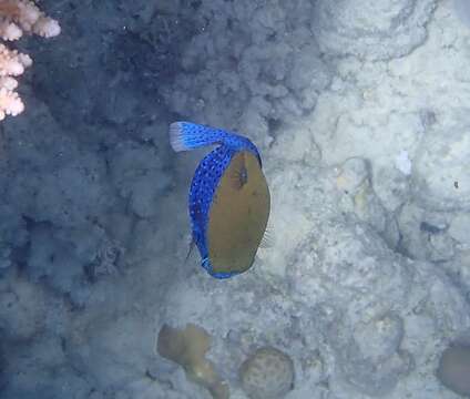 Image of Bluetail trunkfish