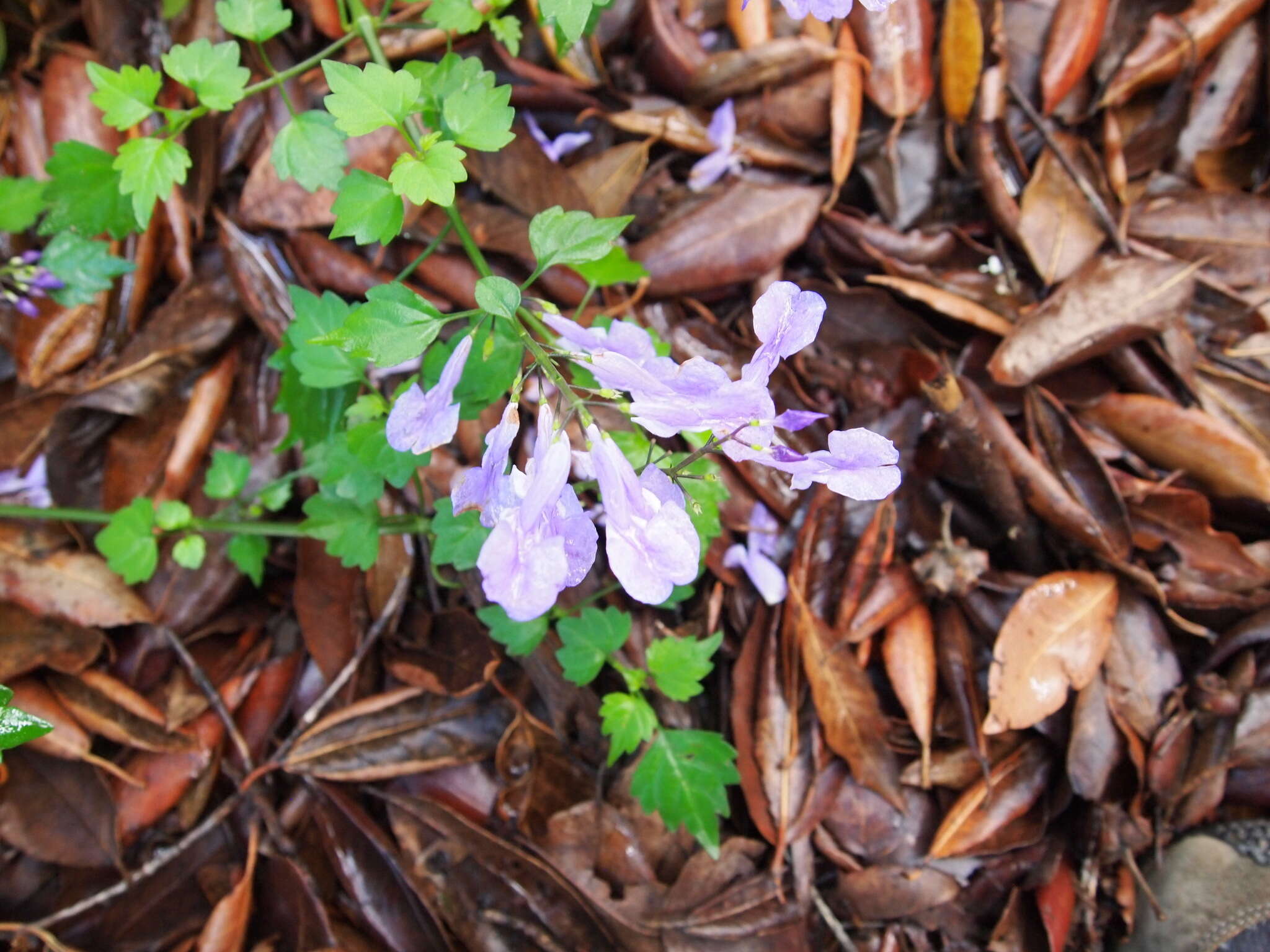 Image de Plectranthus saccatus subsp. saccatus