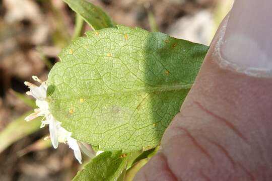 Imagem de Coleosporium montanum