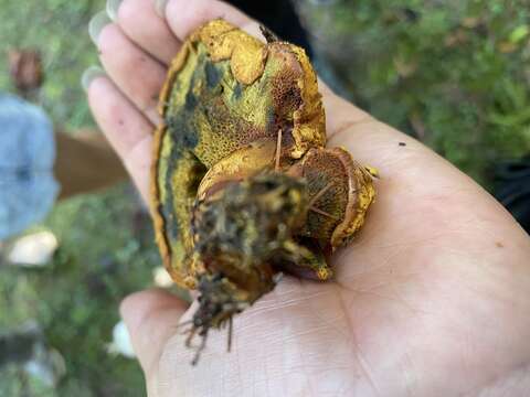 Imagem de Buchwaldoboletus lignicola (Kallenb.) Pilát 1969