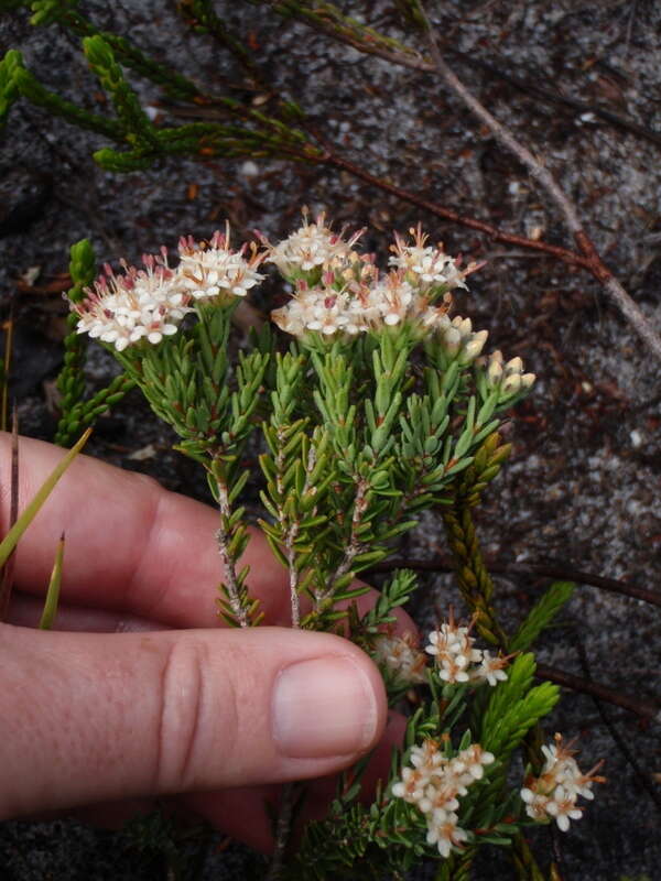 Image of Macrostylis villosa subsp. villosa