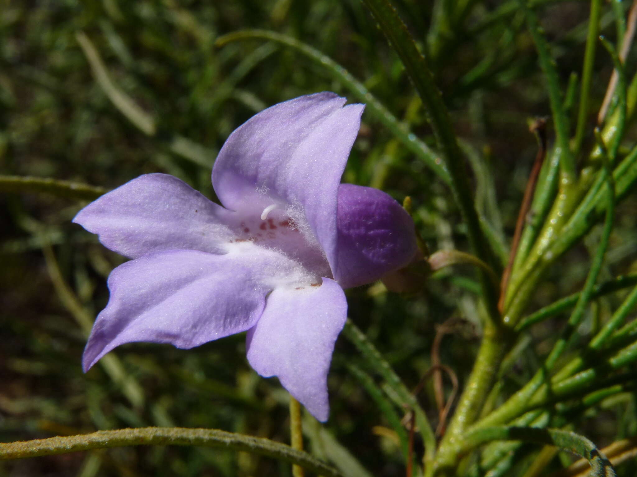 Imagem de Eremophila gilesii F Muell.