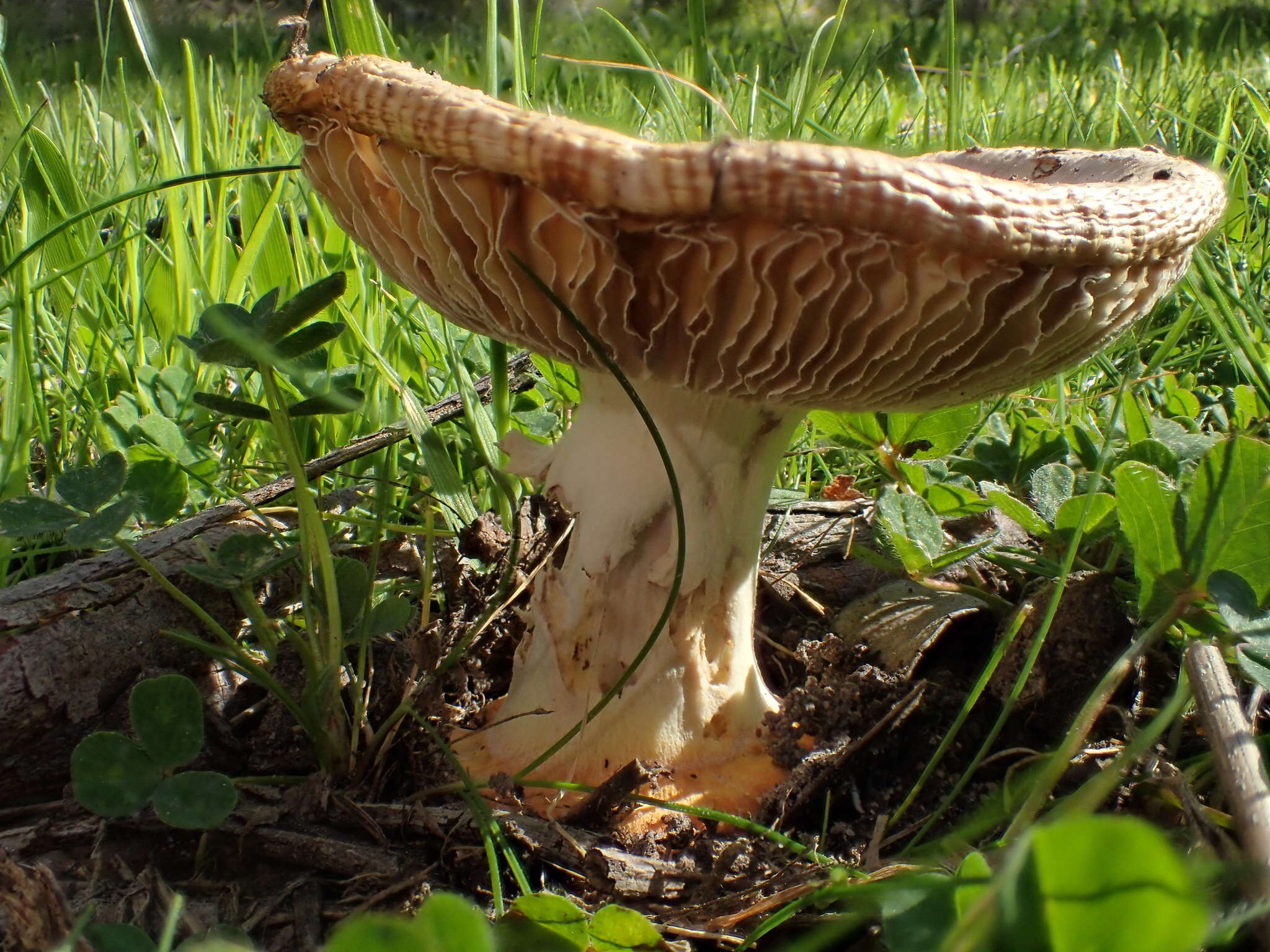 Image of Amanita xanthocephala (Berk.) D. A. Reid & R. N. Hilton 1980