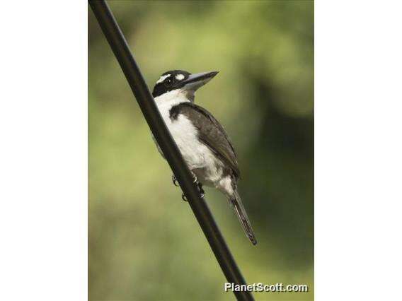 Image of Sombre Kingfisher