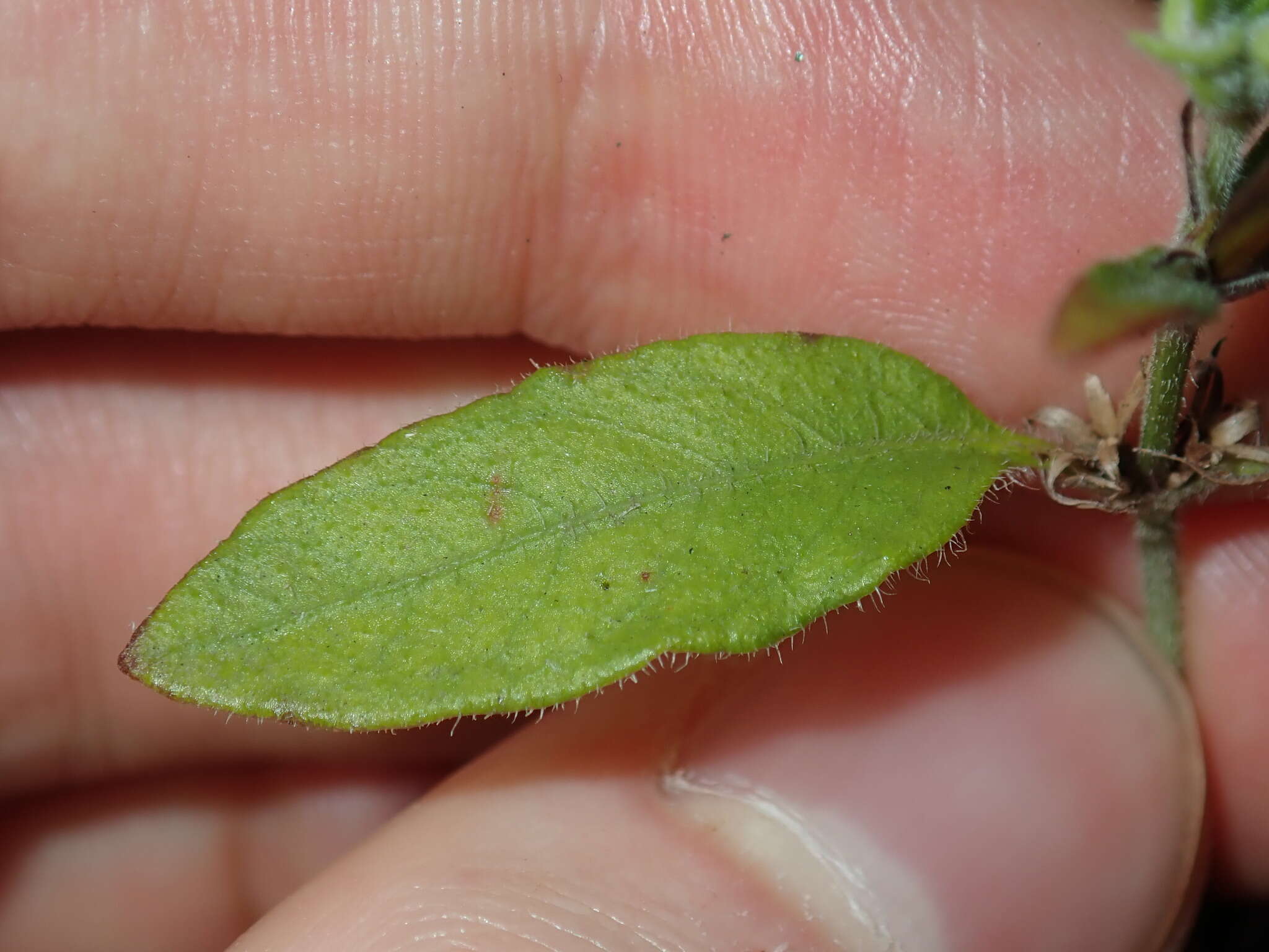 Sivun Brunoniella australis (Cav.) Bremek. kuva