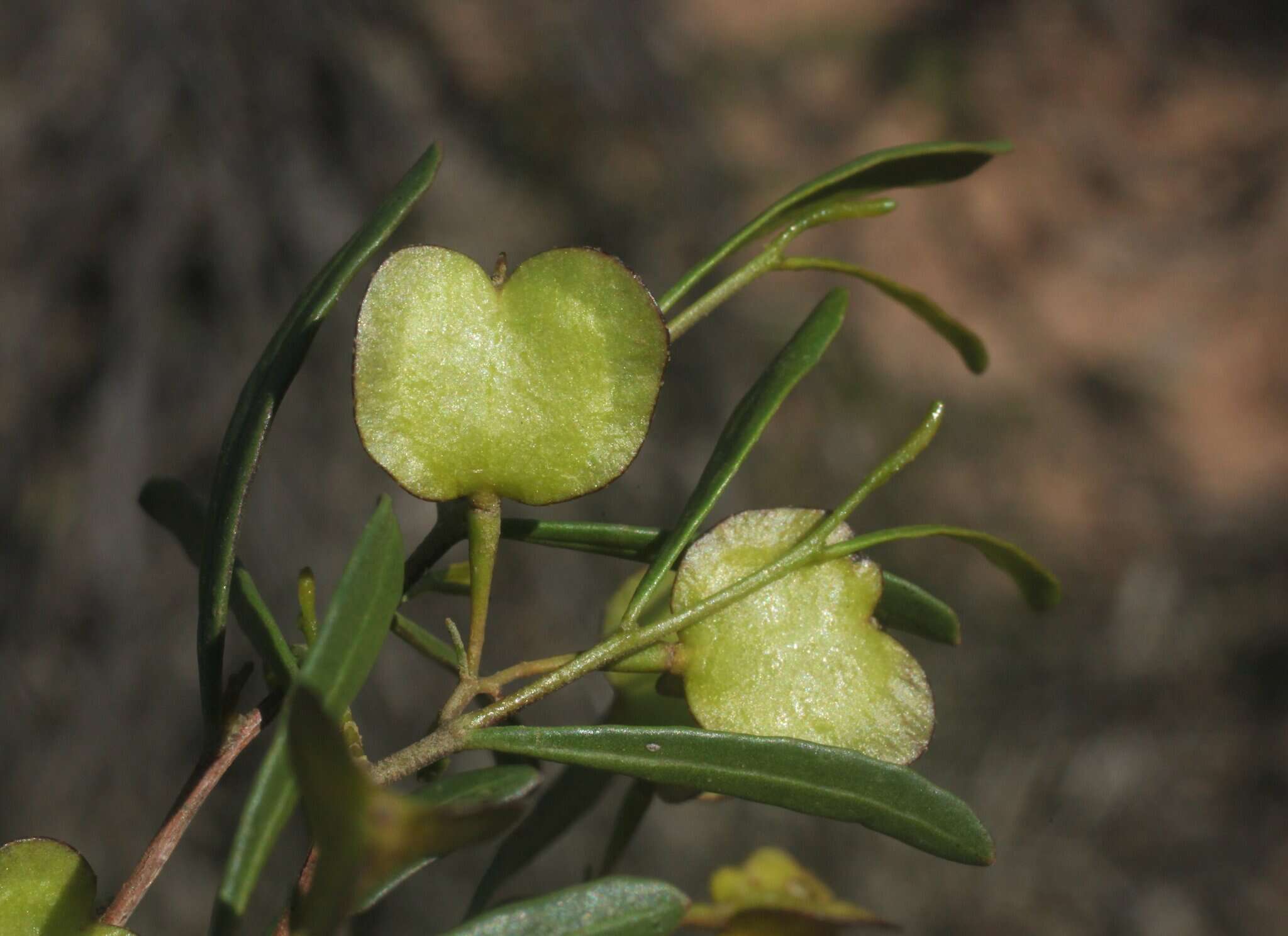 Image of Dodonaea amblyophylla Diels