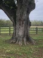 Image of Compton oak