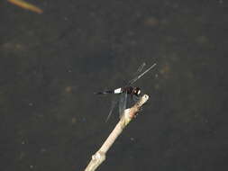 Image of Pseudothemis jorina Förster 1904