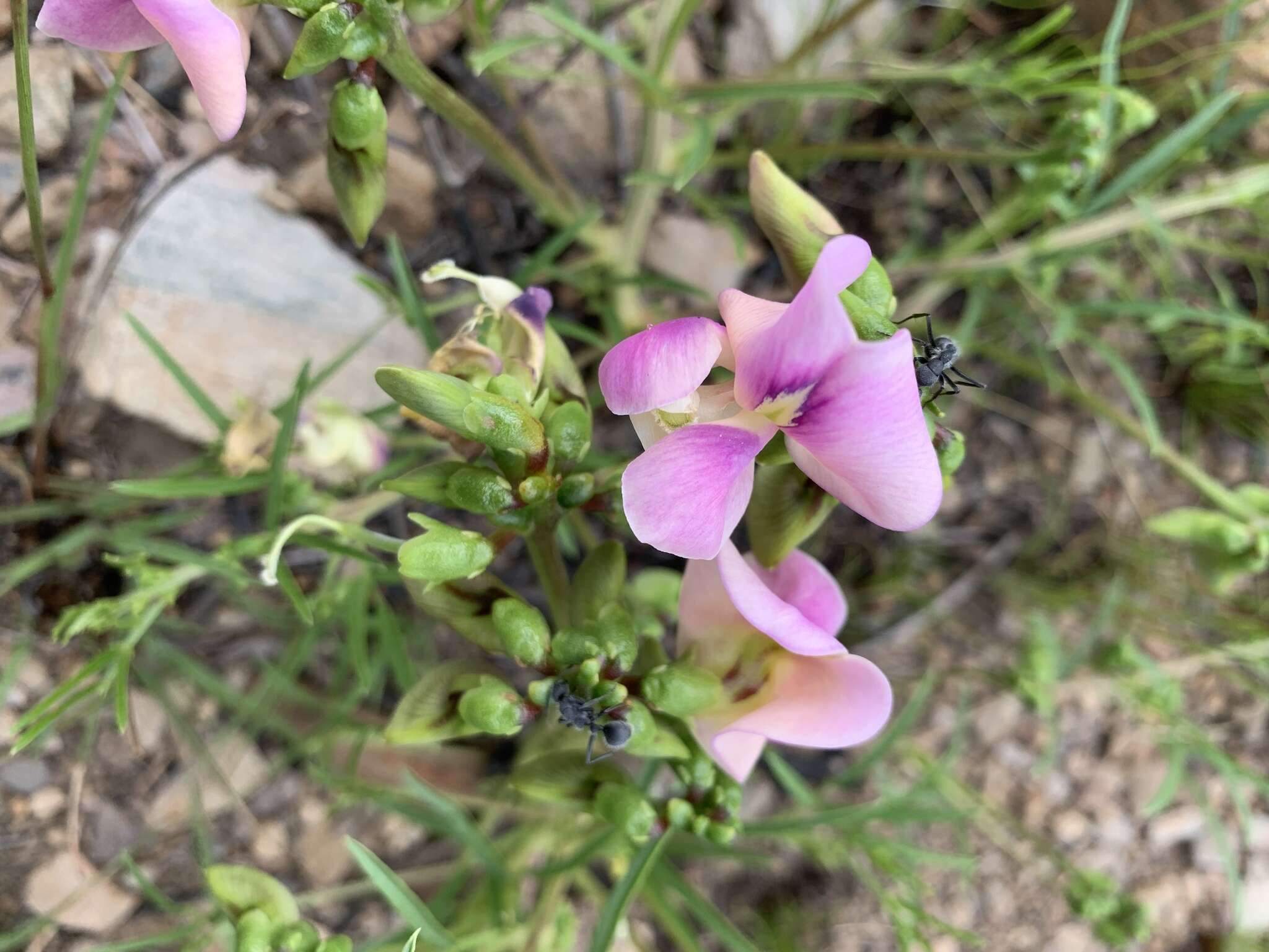 Sphenostylis angustifolia Sond.的圖片