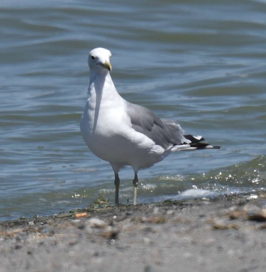 Larus californicus Lawrence 1854 resmi