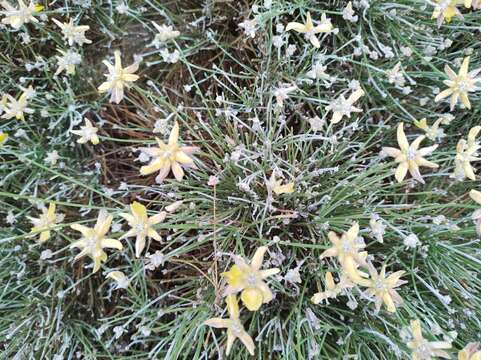 Image of Genista umbellata (L'Her.) Poir.