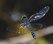 Imagem de Nannophyopsis Lieftinck 1935