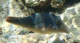 Image of Pufferfish