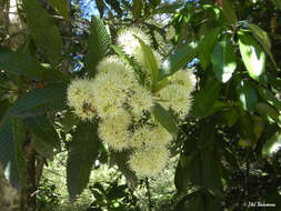 Sivun Caldcluvia paniculata D. Don kuva