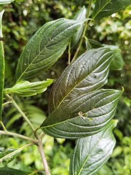 Слика од Cornus peruviana J. F. Macbr.