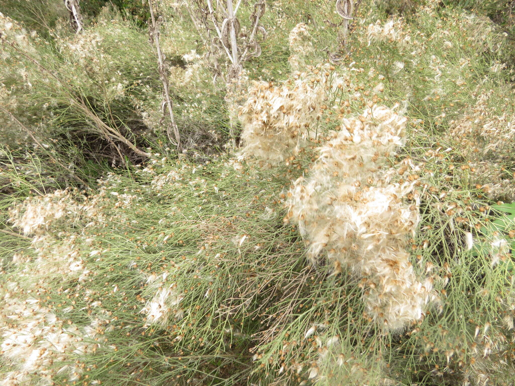 Image of Baccharis notosergila Griseb.