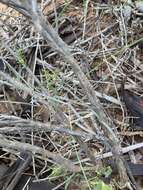 صورة Eremophila decipiens subsp. decipiens