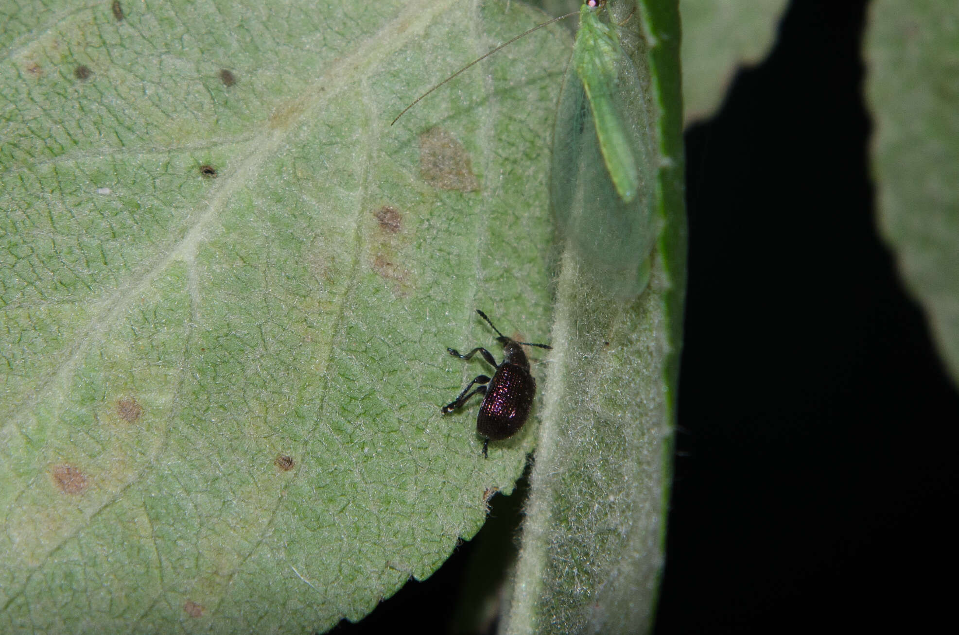 Image of Plum Borer