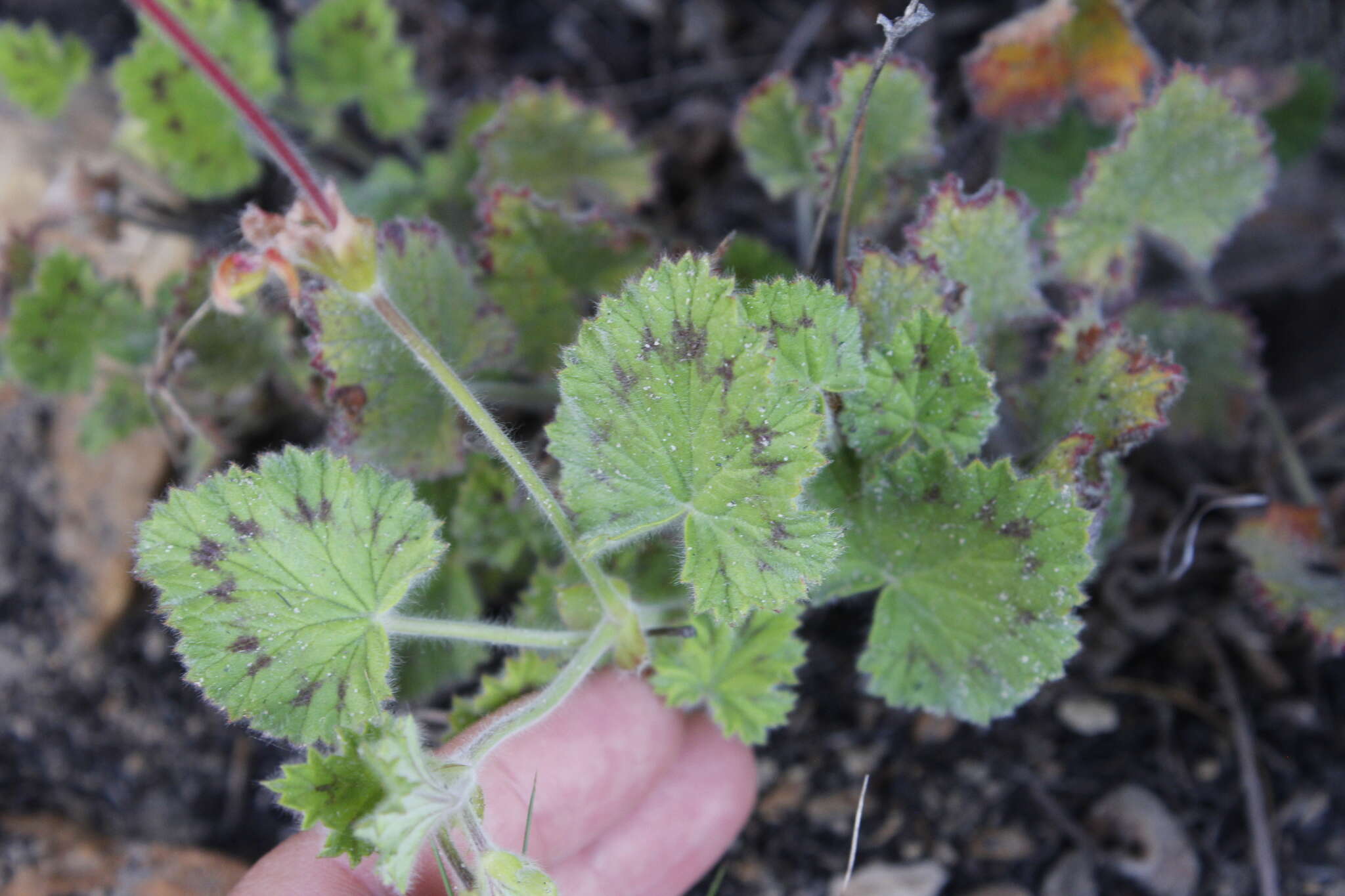 Image of Pelargonium alpinum Eckl. & Zeyh.