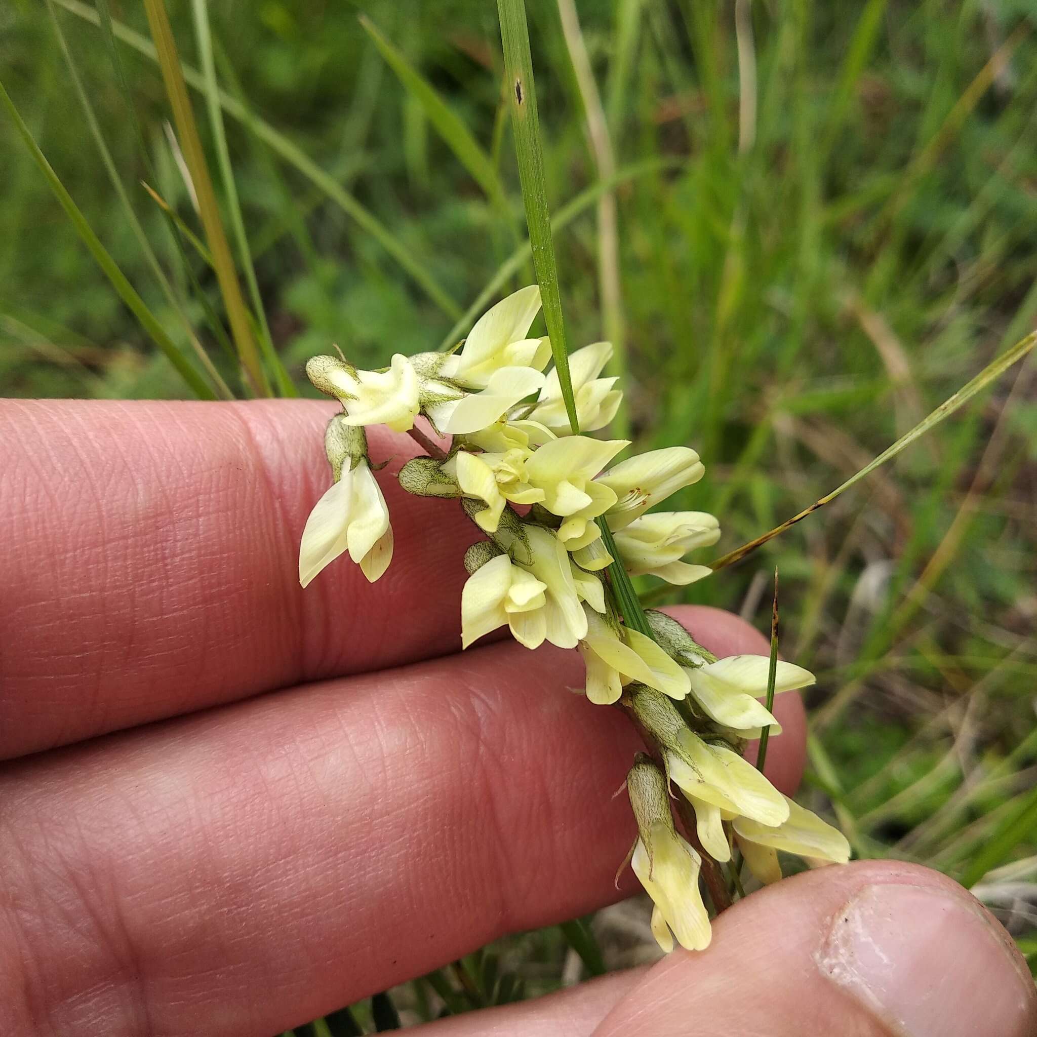 Sivun Astragalus strigulosus Kunth kuva