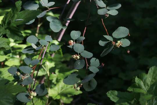 Image de Amelanchier utahensis Koehne