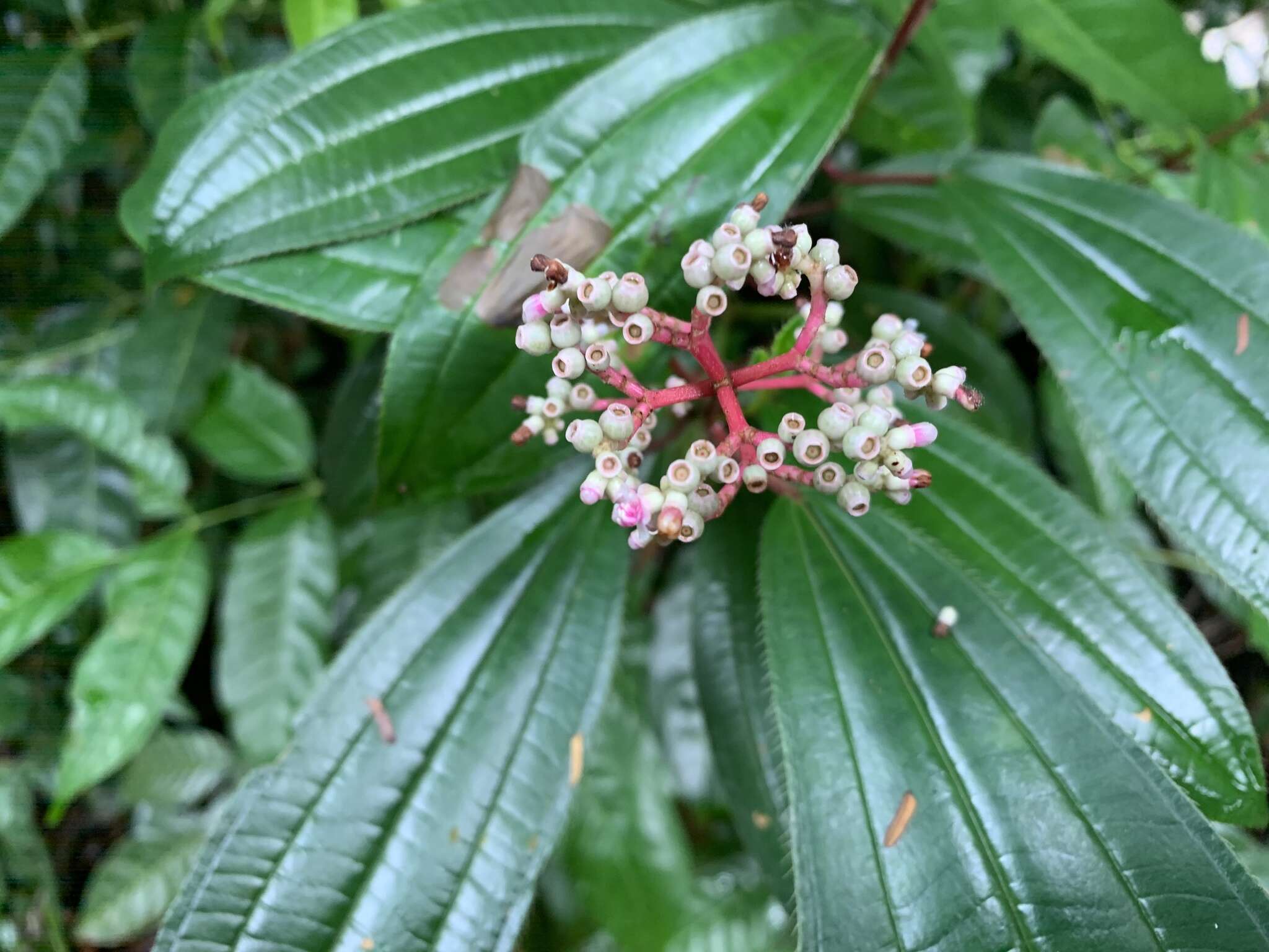 Image of Miconia ciliata (L. Rich.) DC.