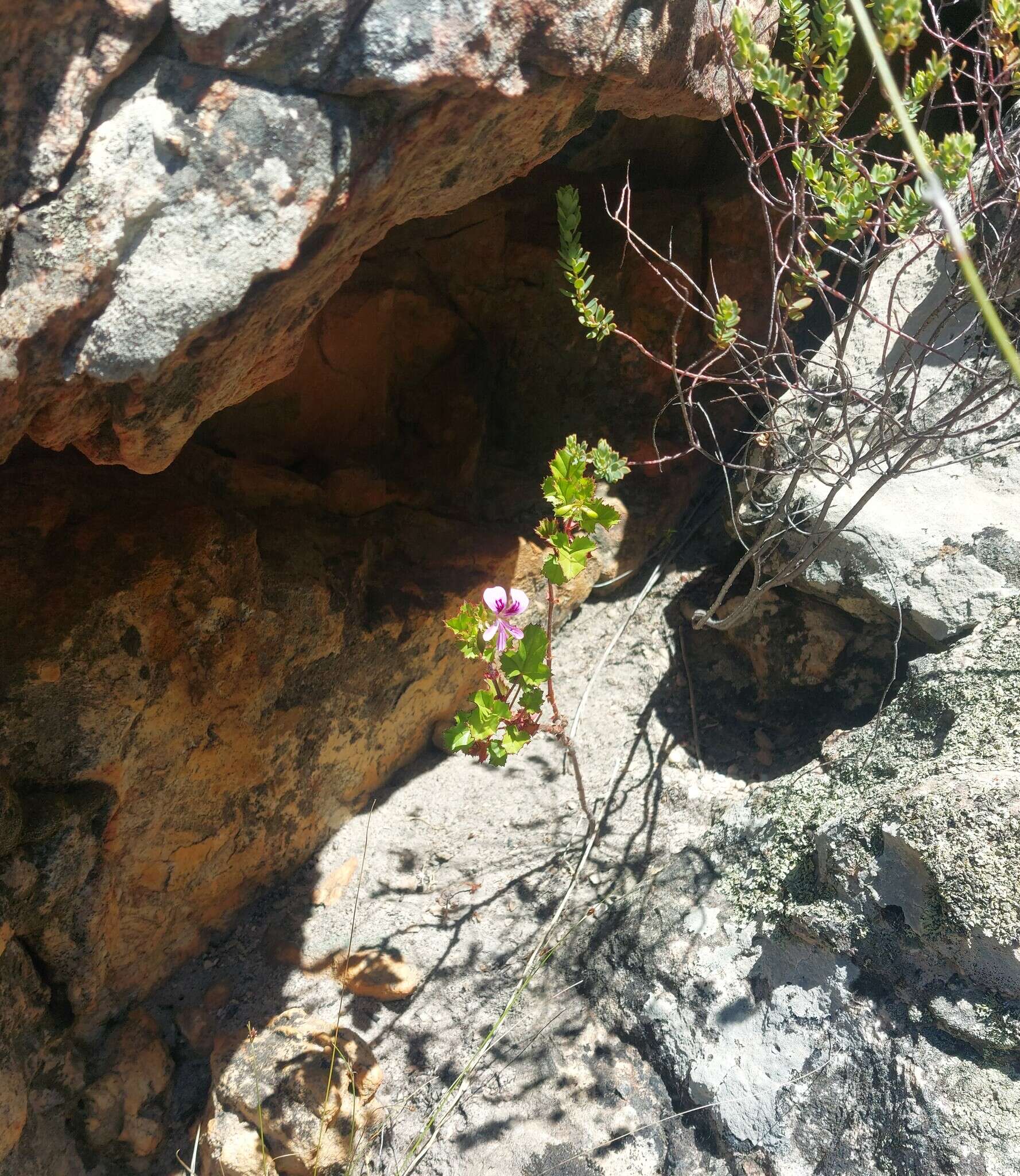 Image of Pelargonium sublignosum Knuth