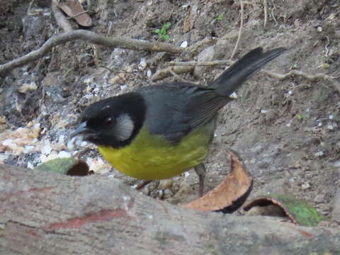 Image of Santa Marta Brush Finch