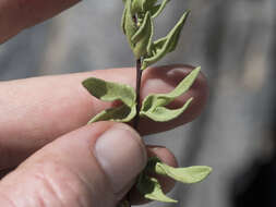 Image of Brewer's cliffbrake