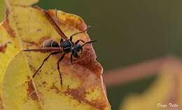 Image of Polistes cinerascens de Saussure 1854