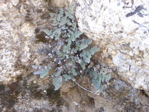 Image of Parry's lipfern