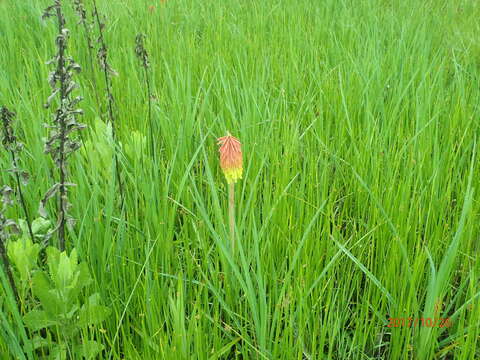 Image of Common red hot poker