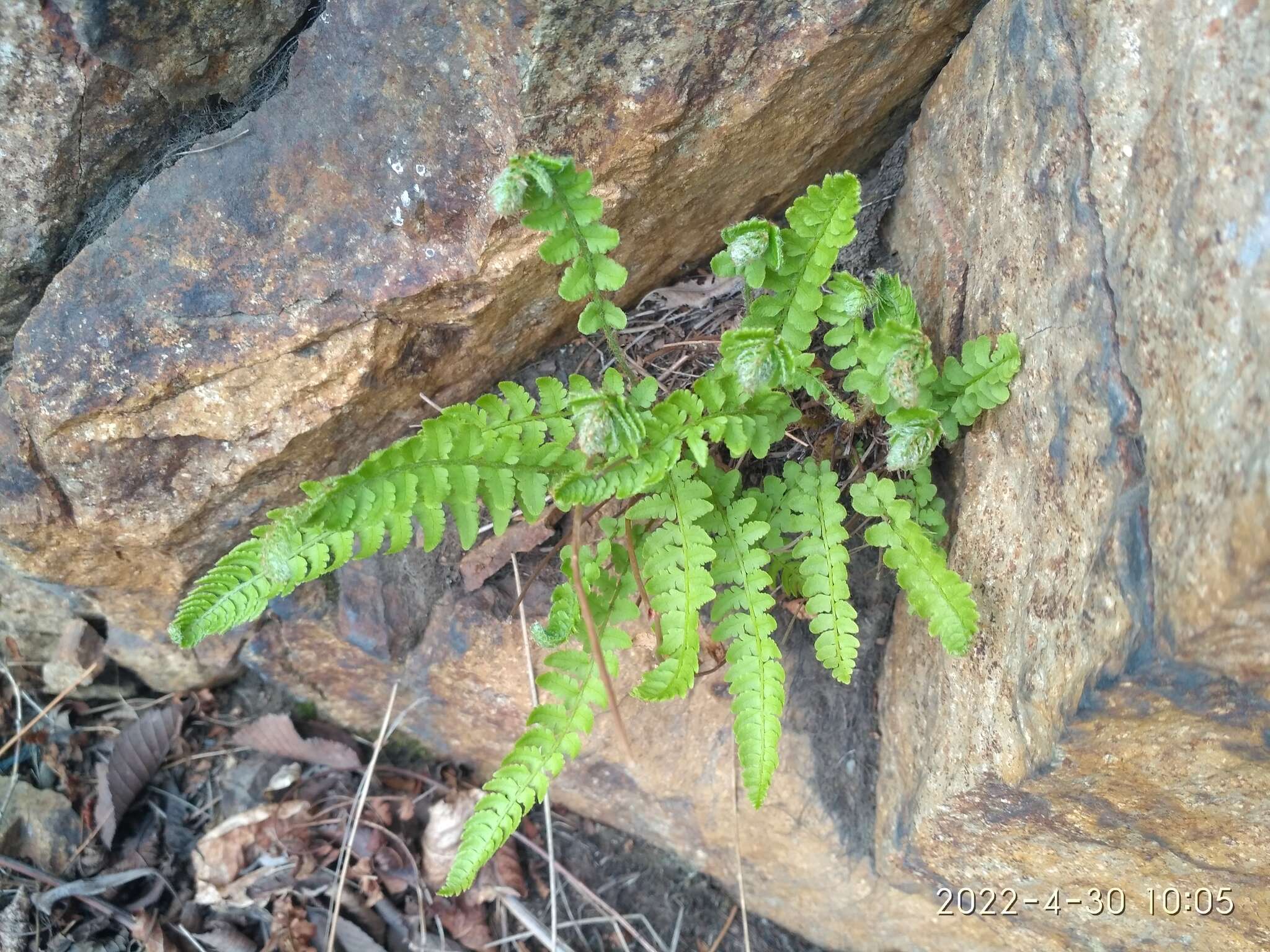 Image of Woodsia subcordata Turcz.