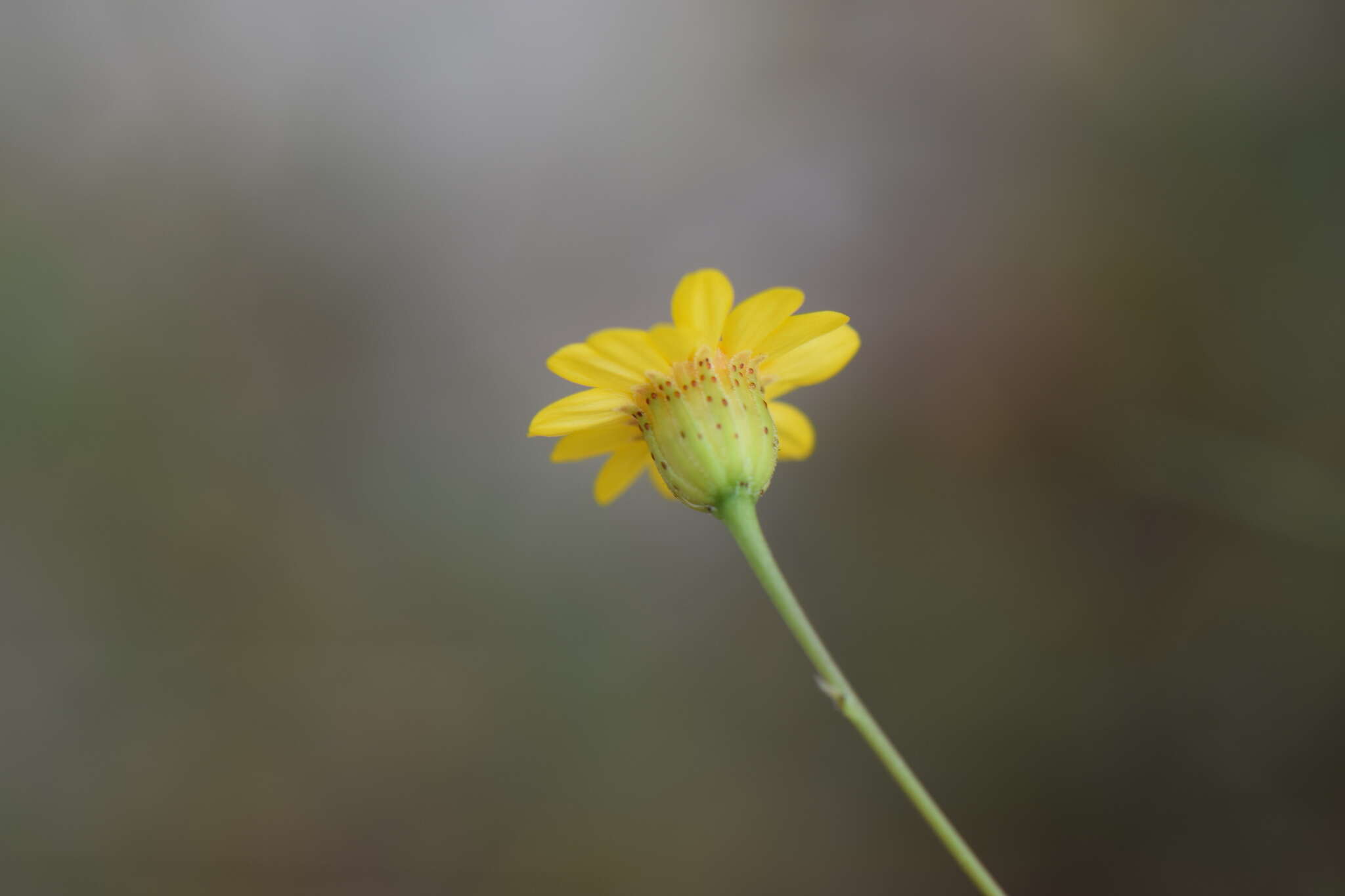 Image of Thymophylla tenuifolia (Cass.) Rydb.